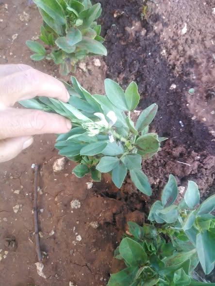 السلام عليكم. ممكن لاصحاب الخبره هذ الفول مزروع على مياه الأمطار لا يوجد ري يعتمد فقط عالامطار 
هل هو بحاجه لاي شيء كونه اعتمادي فقط على المواد العضوية فقط في الرش كشاي كمبوست ورشيت مره واحده فطري 
عمر الفول تقريبا 60 يوم 
كل الاحترام والتقدير للجميع